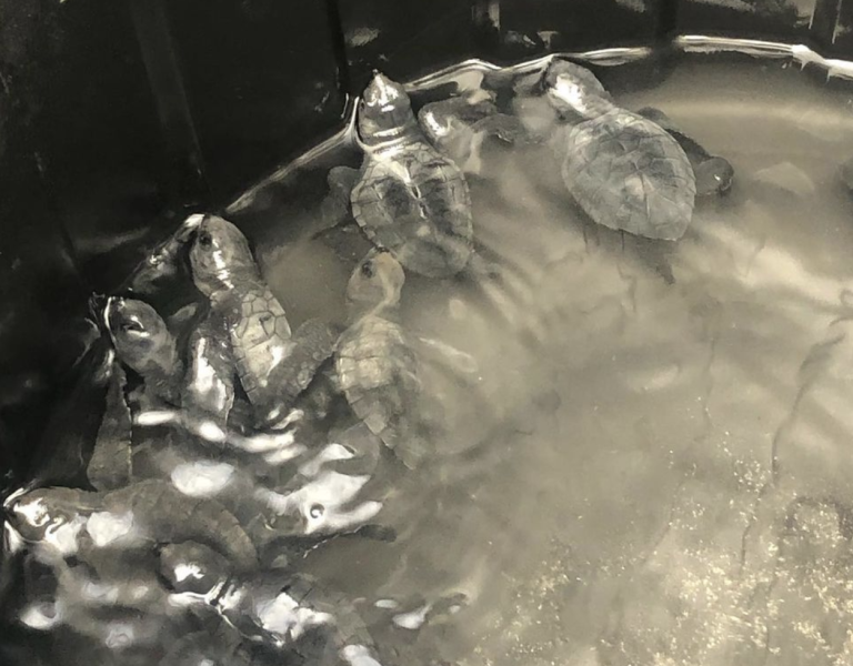 Pelepasliaran Tukik di Pantai Klui, Lombok Utara